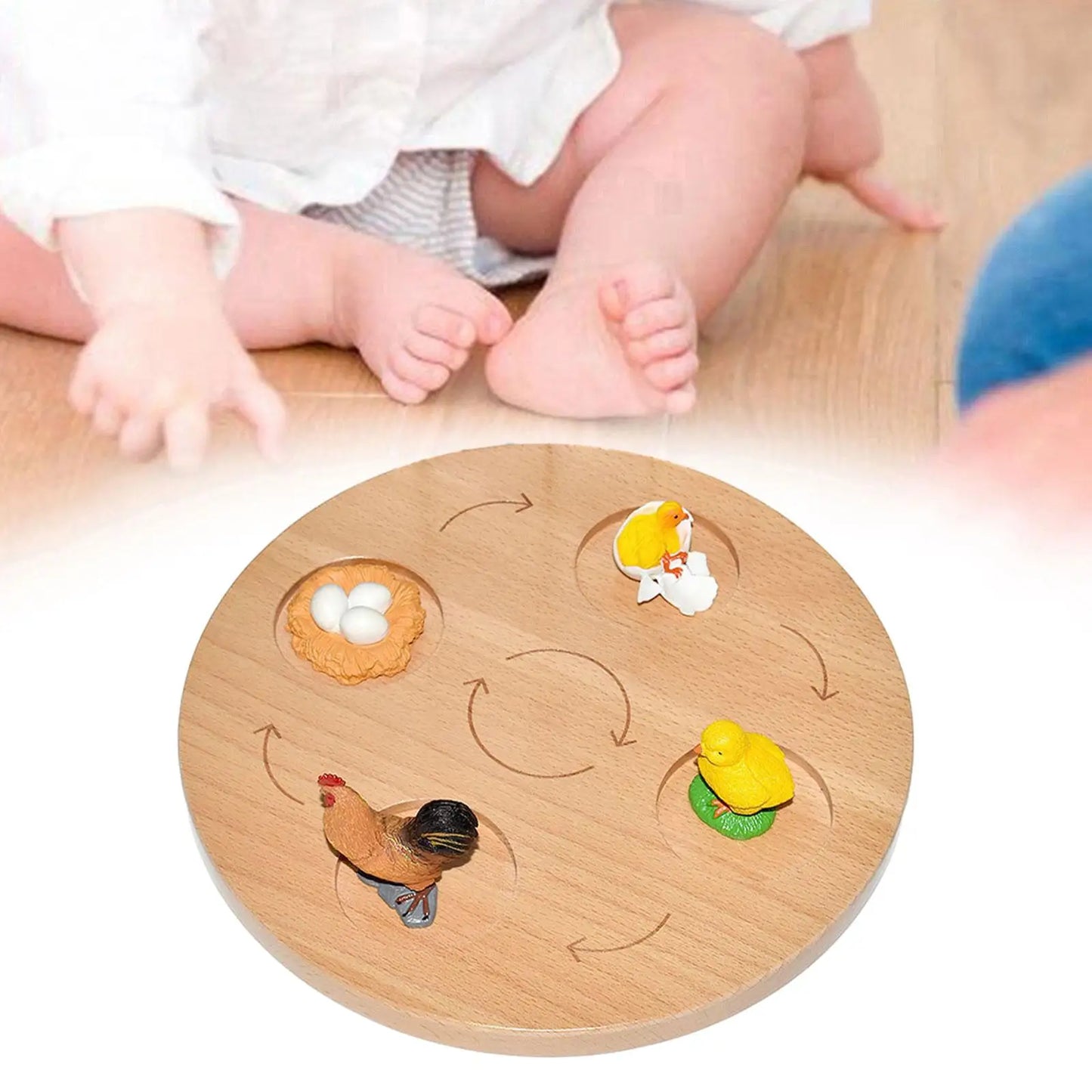 Life Cycle Board Preschool Cognitive Toy Realistic Biology Science Educational Teaching Materials Animal Growth Cycle Figures