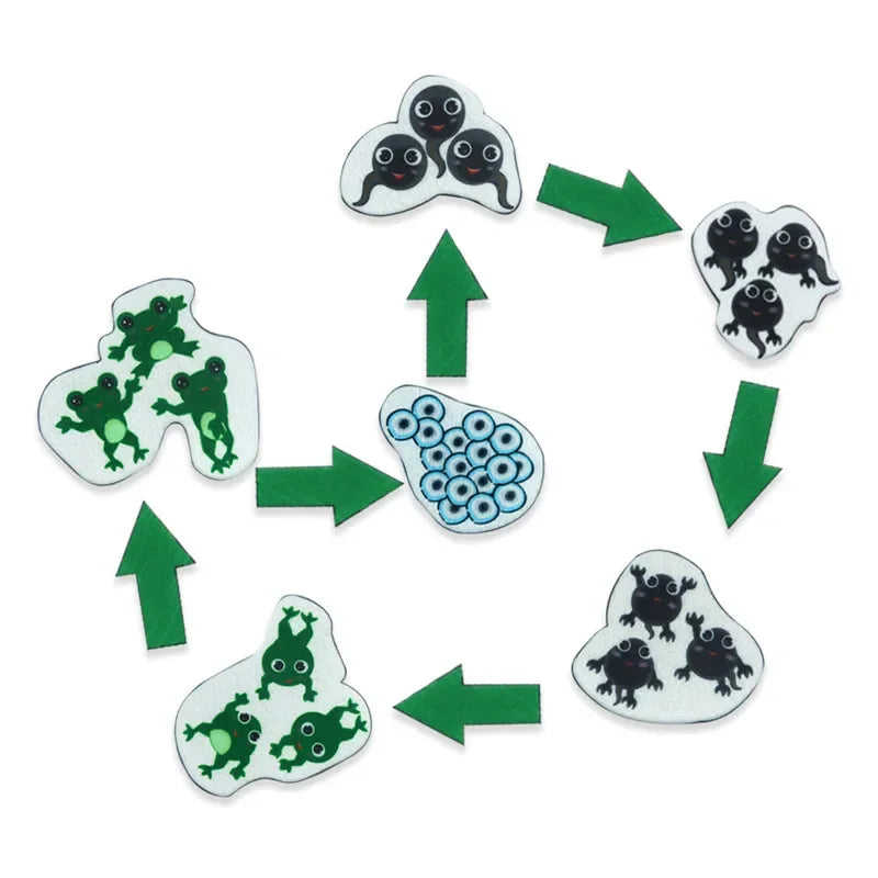 Montessori Material Animal Life Cycle Kids Toys Growth Cycle Set Life Science Early Educational Felt Toys Preschool Teaching Aid