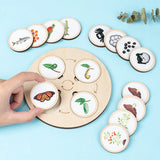 Life Cycle Board Montessori Kit Biology Science Education For Kids Sensory Tray Animal Figure Life Cycle Sorting Christmas gift