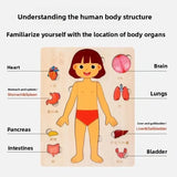 Montessori Puzzles Busy Board Human Body Teaching Learning Body Parts For Children Early Education Games Toddlers Quiet Books