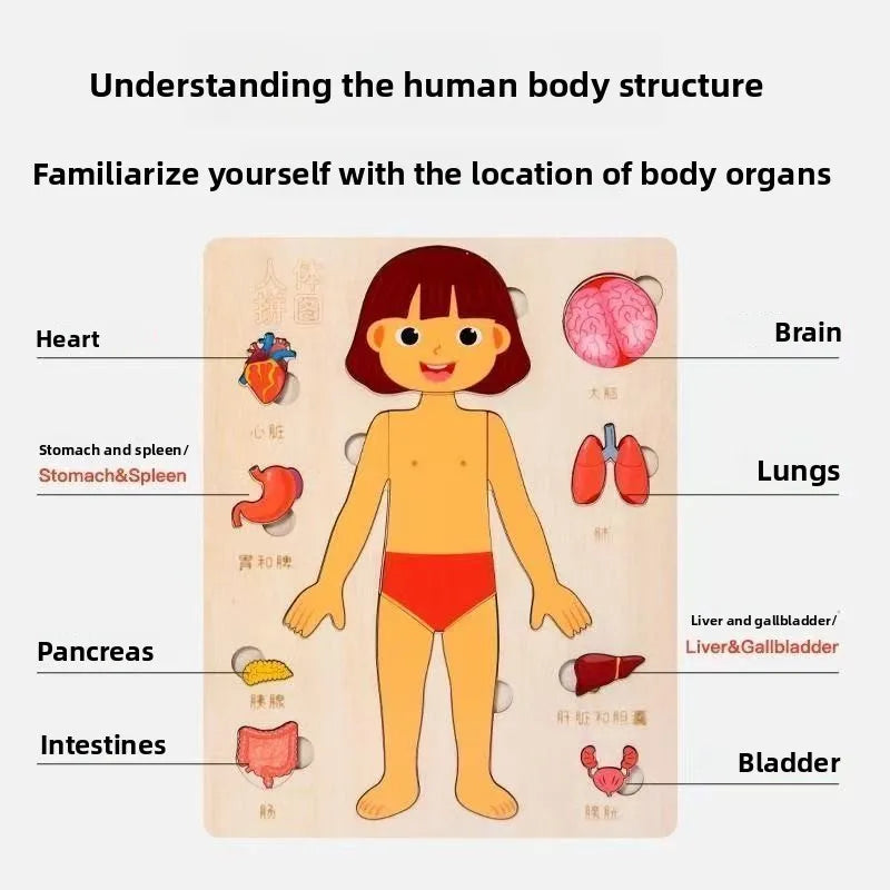 Montessori Puzzles Busy Board Human Body Teaching Learning Body Parts For Children Early Education Games Toddlers Quiet Books