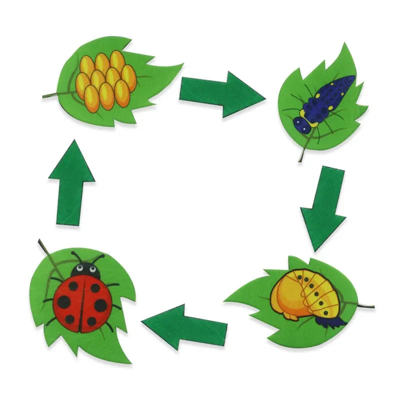 Montessori Material Animal Life Cycle Kids Toys Growth Cycle Set Life Science Early Educational Felt Toys Preschool Teaching Aid