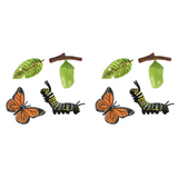 ODIES-2X Simulation Life Cycle Figurine Of A Monarch Butterfly Growth Cycle Insect Animals Educational Biology Science
