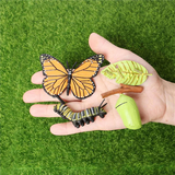 ODIES-2X Simulation Life Cycle Figurine Of A Monarch Butterfly Growth Cycle Insect Animals Educational Biology Science
