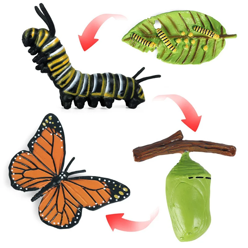 ODIES-2X Simulation Life Cycle Figurine Of A Monarch Butterfly Growth Cycle Insect Animals Educational Biology Science