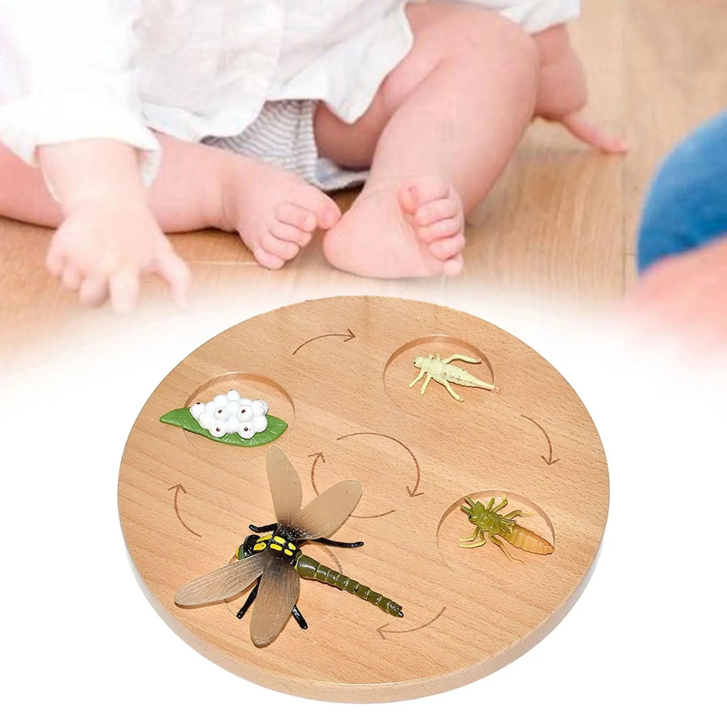 Life Cycle Board Preschool Cognitive Toy Realistic Biology Science Educational Teaching Materials Animal Growth Cycle Figures