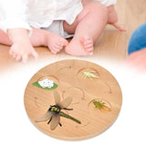 Life Cycle Board Preschool Cognitive Toy Realistic Biology Science Educational Teaching Materials Animal Growth Cycle Figures