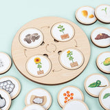 Life Cycle Board Montessori Kit Biology Science Education For Kids Sensory Tray Animal Figure Life Cycle Sorting Christmas gift