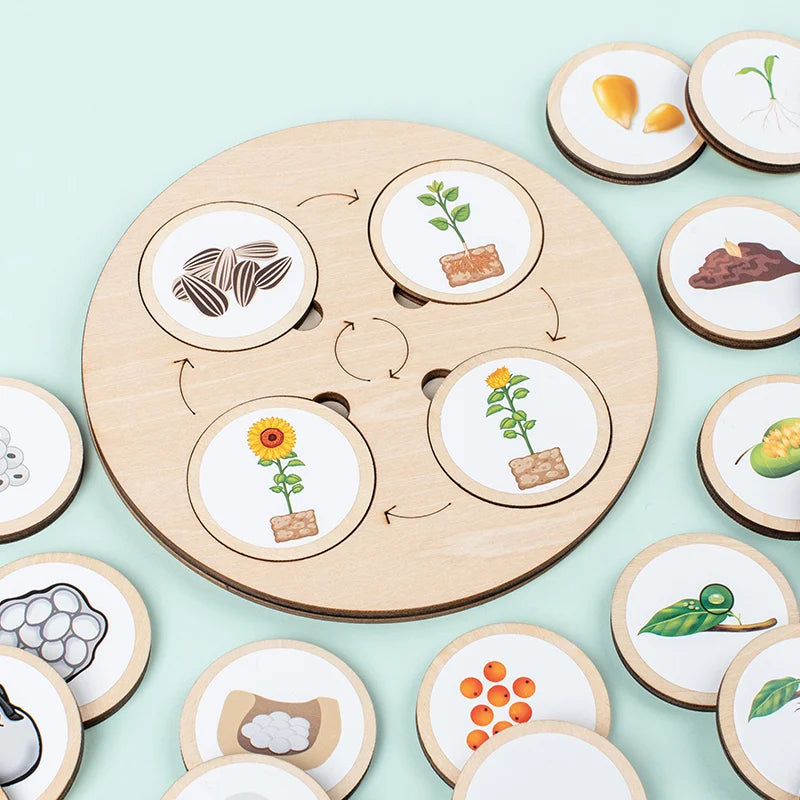 Life Cycle Board Montessori Kit Biology Science Education For Kids Sensory Tray Animal Figure Life Cycle Sorting Christmas gift