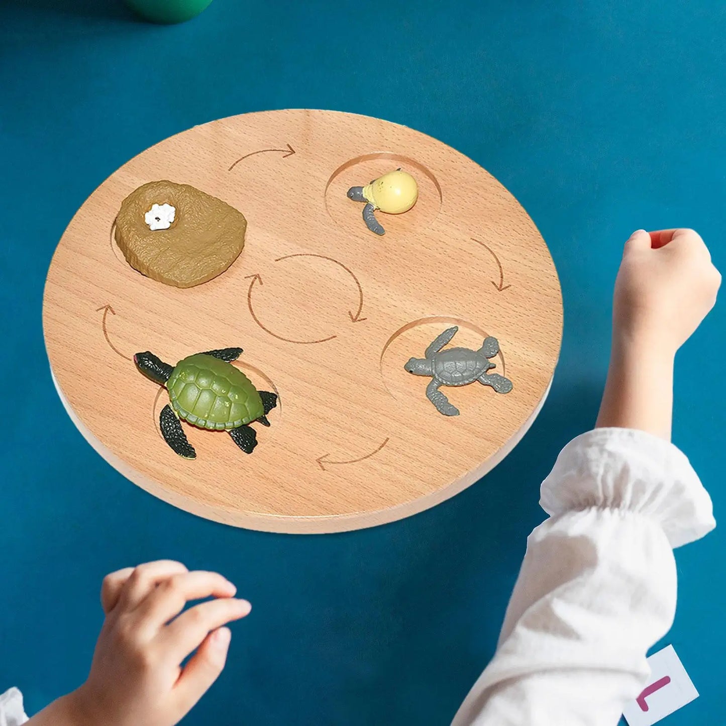 Life Cycle Board Preschool Cognitive Toy Realistic Biology Science Educational Teaching Materials Animal Growth Cycle Figures